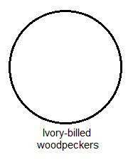 Ivory-billed woodpeckers